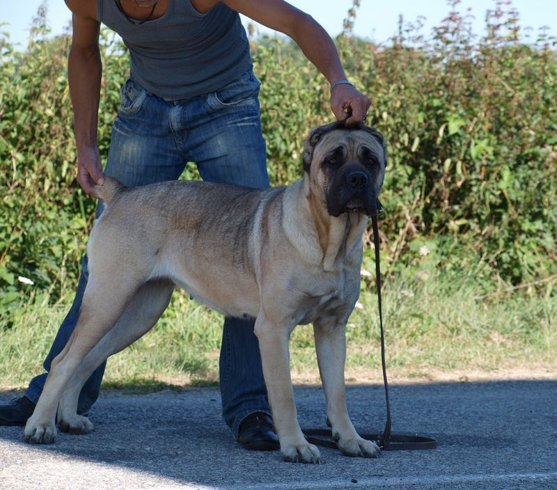 Dolce gabana De L'Etang Des Molosses
