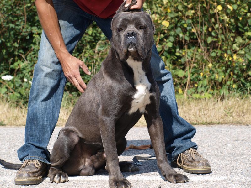 El blue boy De L'Etang Des Molosses