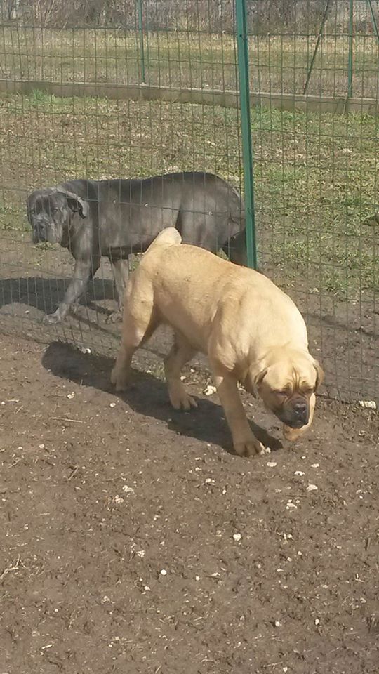 Gin de la sente aux loups