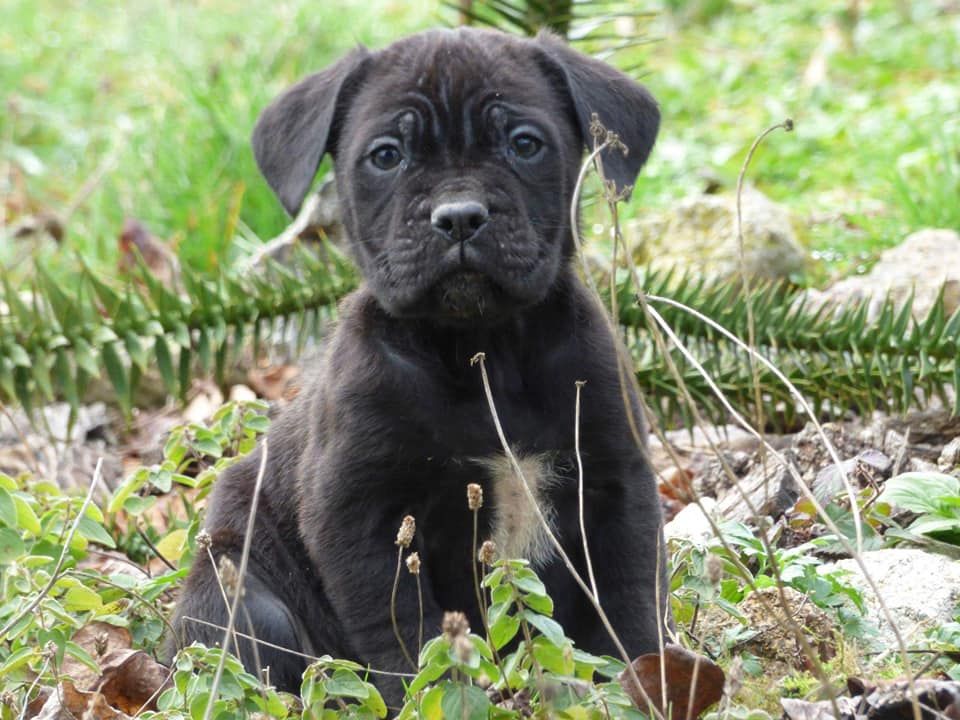 De L'Etang Des Molosses - Chiots disponibles - Cane Corso