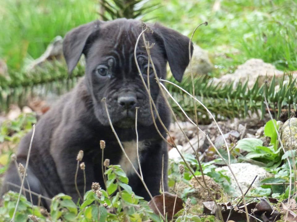 De L'Etang Des Molosses - Chiots disponibles - Cane Corso