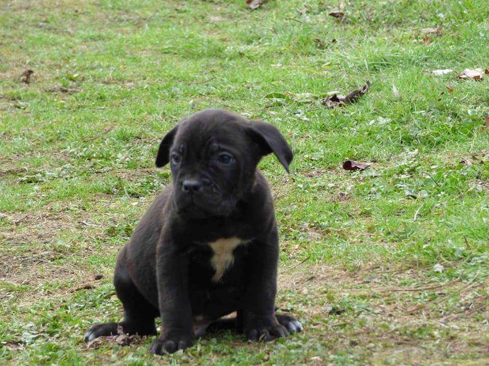 De L'Etang Des Molosses - Chiots disponibles - Cane Corso